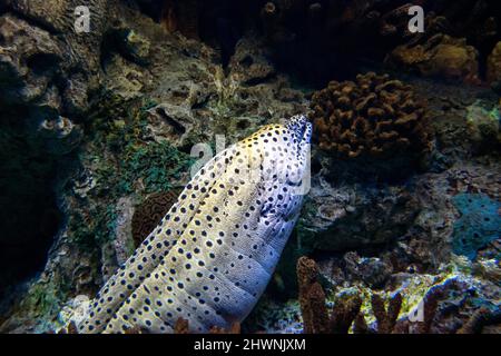 Mittelmeermoräne, römischer Aal, Muraena helena, sein Biss kann für den Menschen gefährlich sein. Stockfoto
