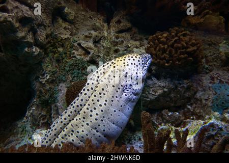 Mittelmeermoräne, römischer Aal, Muraena helena, sein Biss kann für den Menschen gefährlich sein. Agressive Moräne bewacht seine Riffhöhle. Stockfoto