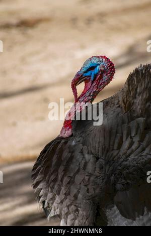 Der wilde truthahn (Meleagris gallopavo) ist ein in Nordamerika heimischer Hochlandvogelarten, eine von zwei erhaltenen Arten der türkei und das schwerste Mitglied. Stockfoto