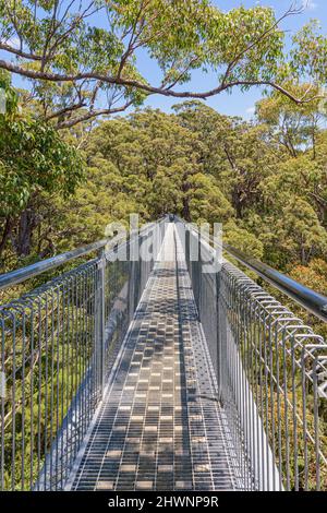 Valley of the Giants Tree Top Walk Gehweg durch das Dach des Red Tingle Forest, Walpole Nornalup National Park, Western Australia Stockfoto