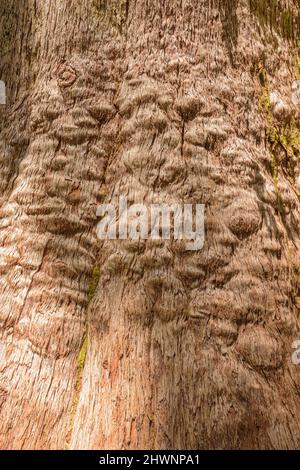 Knorrigen Rinde auf einem prickelndem Baum im Ancient Empire im Valley of the Giants Forest, Walpole Nornalup National Park, Western Australia Stockfoto