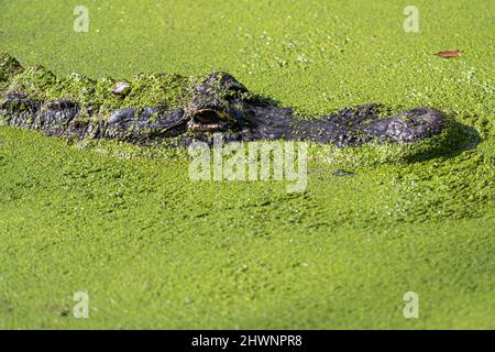 Amerikanischer Alligator (Alligator mississippiensis), der auf der Oberfläche eines mit Entenkraut bedeckten Teiches im Jacksonville Zoo in Jacksonville, Florida, fährt. Stockfoto