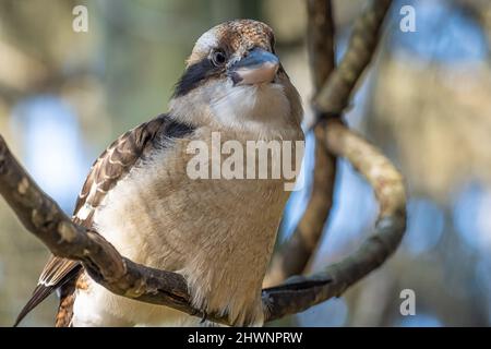 Laughing Kookaburra (Dacelo novaeguineae) im Jacksonville Zoo and Gardens in Jacksonville, Florida. (USA) Stockfoto