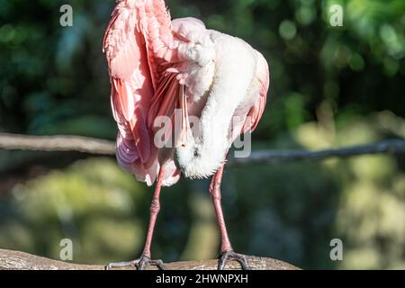 Rosenlibber (Platalea Ajaja) im Emerald Forest Volary im Jacksonville Zoo and Gardens in Jacksonville, Florida. (USA) Stockfoto