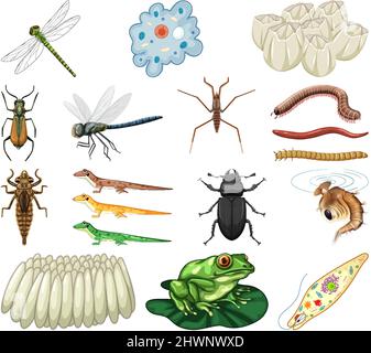 Verschiedene Arten von Insekten und Tieren auf weißem Hintergrund Illustration Stock Vektor