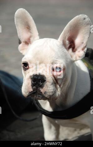 Französische Bulldogge mit einem braunen und blauen Auge. Stockfoto