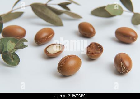 Argan-Samen auf weißem Hintergrund isoliert. Arganöl Nüsse mit Pflanze. Kosmetik und natürliche Öle Hintergrund. Hochwertige Fotos Stockfoto