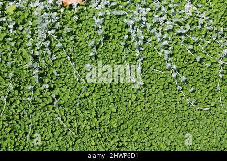 Dichondra argentea „Silver Falls“, Pflanze Stockfoto