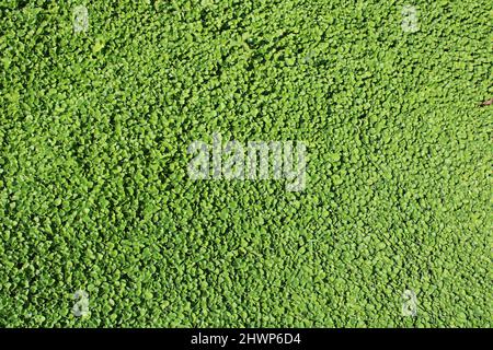 Dichondra argentea „Silver Falls“, Pflanze Stockfoto