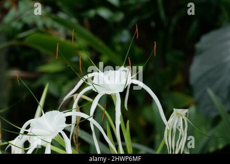 Zarte weiße Hymenocallis, auch bekannt als tropische oder Spinnenlilie Stockfoto