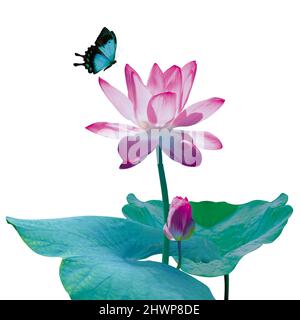 Lotusblume und Schmetterling auf weißem Hintergrund Stockfoto