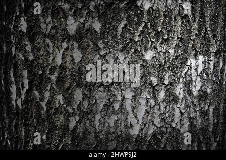 Nahaufnahme der Baumrindenstruktur Stockfoto