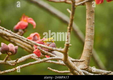 Ein orientalisches weißes Auge auf einem Semal-Baum. Stockfoto