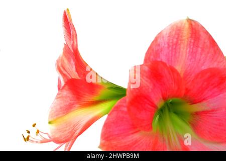 Amaryllis, Blume in einer Nahaufnahme Stockfoto