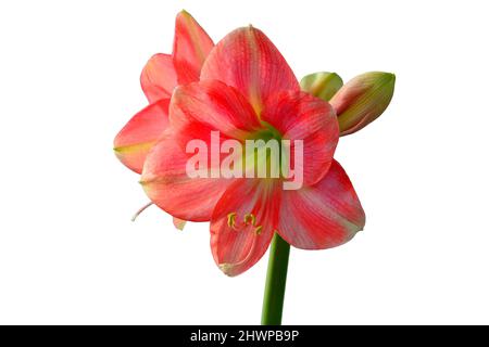 Amaryllis, Blume in einer Nahaufnahme Stockfoto