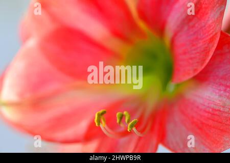 Amaryllis, Blume in einer Nahaufnahme Stockfoto