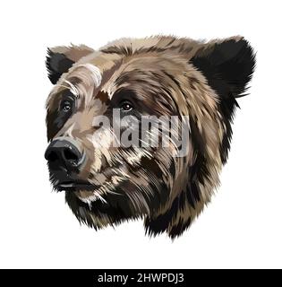 Bärenkopf-Porträt aus bunten Farben. Farbige Zeichnung. Vektordarstellung von Farben Stock Vektor