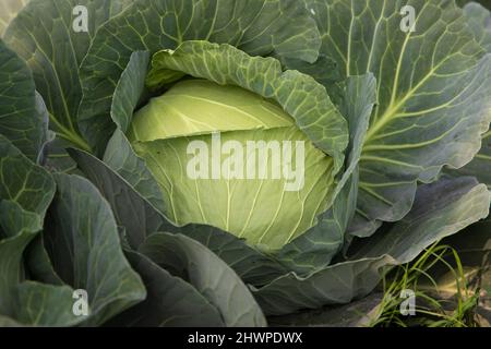 Bio-Anbau von frischem Grünkohl Plantage. Vegetarischer Kohl auf dem Feld bereit zur Ernte und Salat. Natürliche Landwirtschaft Hintergrundansicht. Stockfoto