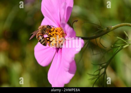 Pinke Margerite mit Biene am Bestäben ; rosa Gänseblümchen mit Biene Stockfoto