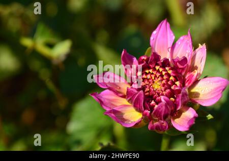 Kleine geschlossene Dahlia ; kleine geschlossene Dahlia Blume Stockfoto