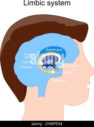 Limbische Systemanatomie. Struktur der Hirnganglien: Amygdala, Pinealdrüse, Thalamus, Hippocampus, Cingulate Gyrus, Corpus callosum, Hypothalamus. Stock Vektor