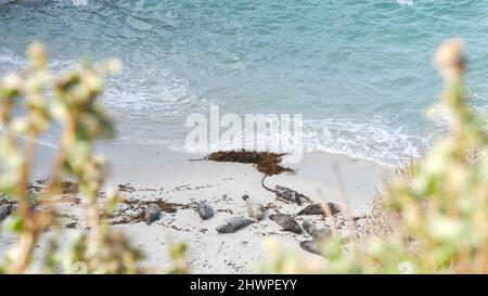 Wildfleckige Pelzrobben, Seelöwen im pazifischen Hafen, Meeresstrand, Wildtiere von Point Lobos, China Cove, Kalifornien, USA. Jungtiere kolonieren in Freiheit, Herde in natürlichem Lebensraum am Wasser Stockfoto