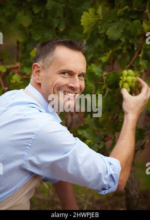 Hier kommt der Geschmack her. Porträt eines reifen Weinbereiters, der seine weißen Trauben überprüft. Stockfoto