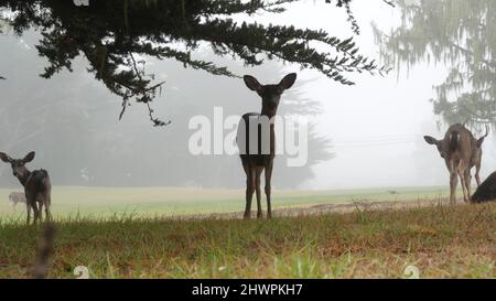 Wilde junge Hirsche Familie grasen, grünen Rasen Gras, Gruppe von Tieren. Viele Rehkitze oder Kälber in Freiheit, Zypressenbaum im Tal, Wiese im nebligen Wald. Nebliges Wetter in Monterey, California Wildlife, USA. Stockfoto