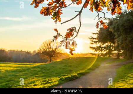 Sonnenstrahlen, die im Herbst in einem Park bei Sonnenuntergang durch die Blätter der Bäume filtern Stockfoto