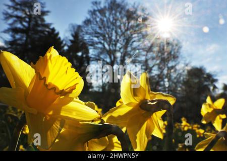 Köln, Deutschland. 07. März 2022. Die Sonne scheint auf gelb blühenden Narzissen in der Flora. Quelle: Oliver Berg/dpa/Alamy Live News Stockfoto