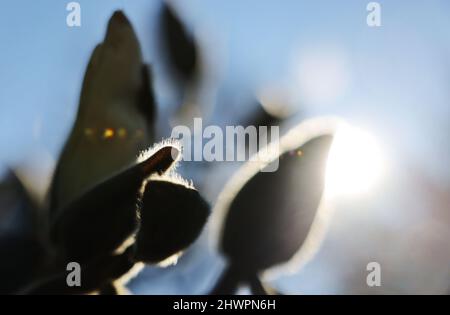 Köln, Deutschland. 07. März 2022. Die Märzsonne scheint hinter den Magnolienknospen in der Flora. Quelle: Oliver Berg/dpa/Alamy Live News Stockfoto