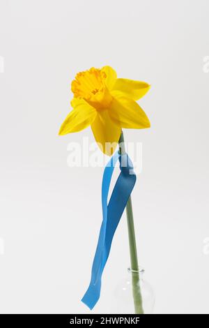 Gelbe Narzisse mit blauem Band isoliert auf weißem Hintergrund. Nahaufnahme. Stockfoto