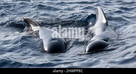 Langflossene Pilotenwale, globalmelas, Naturpark El Estrecho, Straße von Gibraltar, Tarifa, Provinz Cádiz, Andalucía, Spanien, Europa Stockfoto