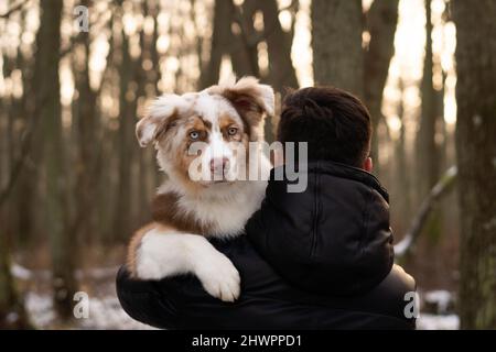 Junger Mann mit australischem Schäferhund im Wald bei Sonnenuntergang Stockfoto