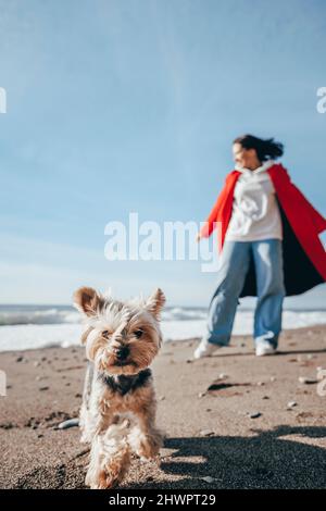 Yorkshire Terrier läuft mit Frau im Hintergrund am Strand Stockfoto