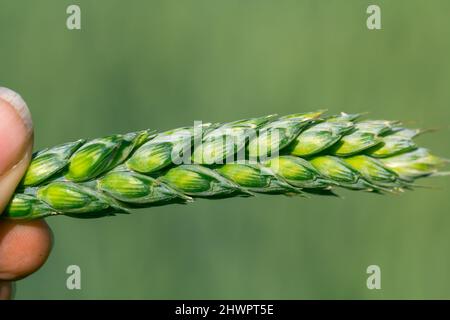 Grüner Weizen in den Händen eines Agronomen Stockfoto