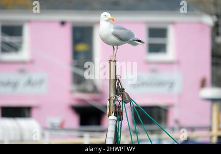 Padstow Cornwall im Hafen von Padstow saß eine Möwe auf einem Yachtmast Stockfoto