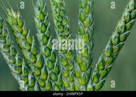 Grüner Weizen in den Händen eines Agronomen Stockfoto