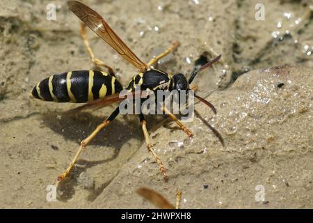 Nahaufnahme einer gelben und schwarzen französischen Taschenwespe, Polistes dominula, die im Sommer nach einem Regen an einer Pfütze trinkt Stockfoto