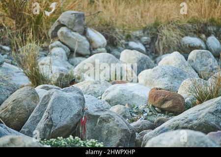 Ein weiß gedeckter Wasserrotschstart auf den Himalaya-Felsbrocken am Fluss Manooni in der Nähe von Dharamshala, Himachal Pradesh, Indien Stockfoto