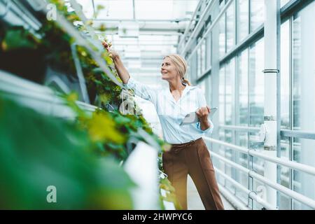 Wissenschaftler mit Tablet-PC, der Pflanzen im Gewächshaus analysiert Stockfoto