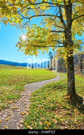 Gehweg durch Gras und Bäume mit gefallenen Blättern an sonnigen Tagen Stockfoto