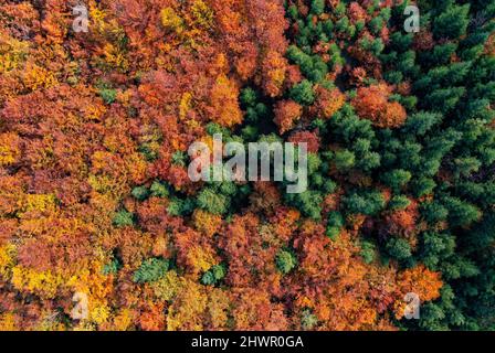 Blick auf mehrfarbigen Wald im Herbst, Salzkammergut, Oberösterreich, Österreich Stockfoto