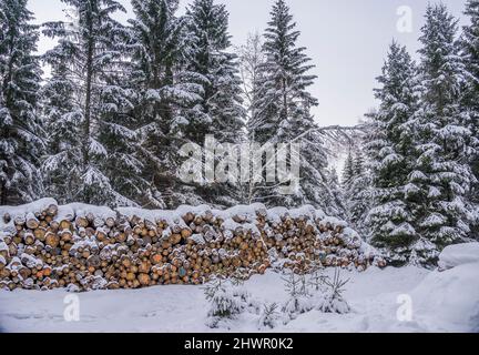 Verschneite Baumstämme vor Kiefern im Nationalpark Harz, Wernigerode, Sachsen-Anhalt, Deutschland Stockfoto