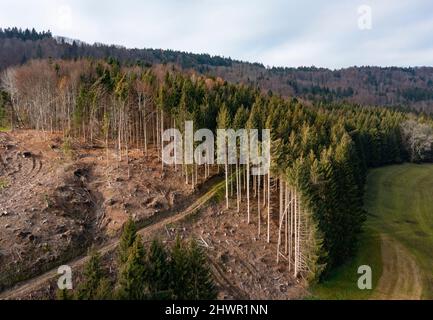 Drohnenansicht des Rändern des gerodeten Waldes im Salzkammergut Stockfoto