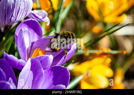 Eine Biene auf einer Blume in der Frühlingssonne Stockfoto