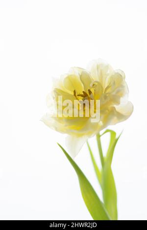Nahaufnahme einer frischen Tulpe vor weißem Hintergrund Stockfoto