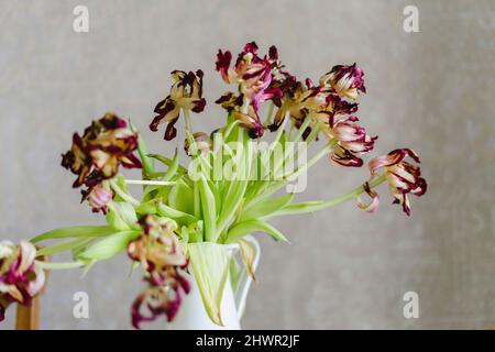 Verwelkt Tulpen in Vase zu Hause Stockfoto