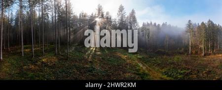 Aufgehende Sonne scheint durch Zweige von Waldbäumen Stockfoto