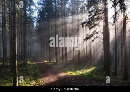 Aufgehende Sonne scheint durch Zweige von Waldbäumen Stockfoto